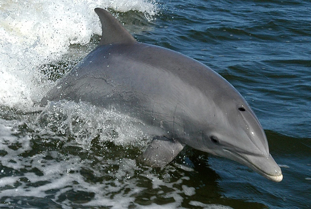Wyjątkowe odkrycie u delfinów butlonosów