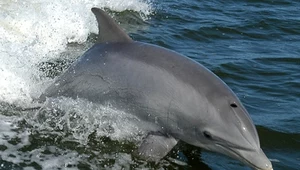 Delfiny butlonosy rozpoznają siebie po smaku moczu