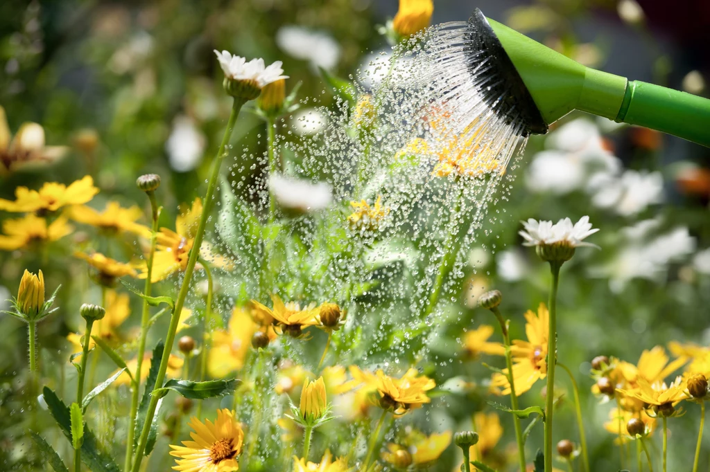 Jak poradzić sobie z suszą w ogrodzie?