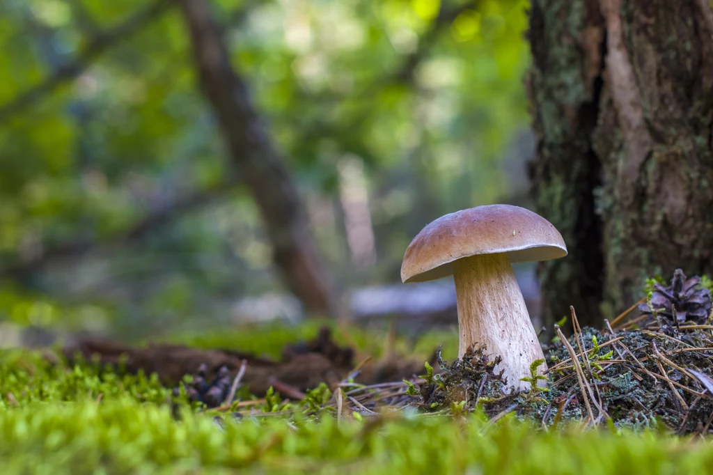 Jakie grzyby rosną w maju? W tym okresie dopiero zaczyna się sezon na grzyby, niektóre gatunki można już jednak znaleźć w lesie i na łąkach