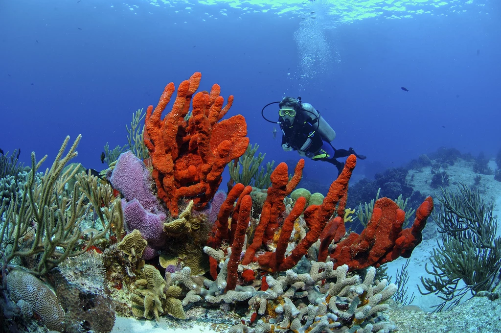 Rafy koralowe na Karaibach mogą zniknąć do końca XXI wieku - alarmują naukowcy. Koralowce giną przez zmiany klimatyczne