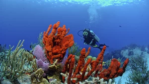 Rafy koralowe na Karaibach są zagrożone. Przyczyna to zmiany klimatyczne