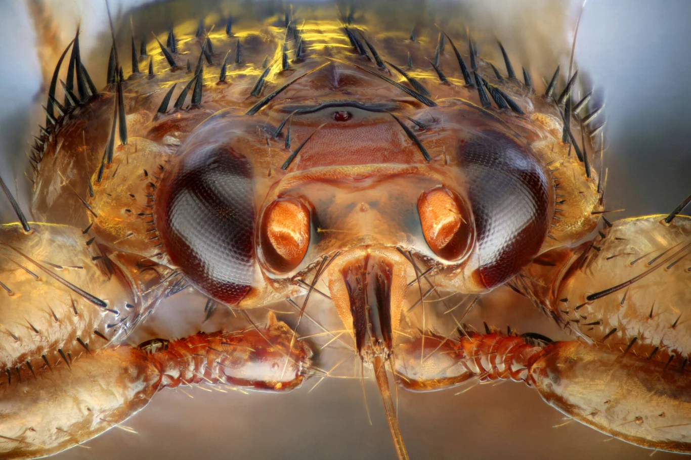 Owad Strzyżak sarni w przybliżeniu