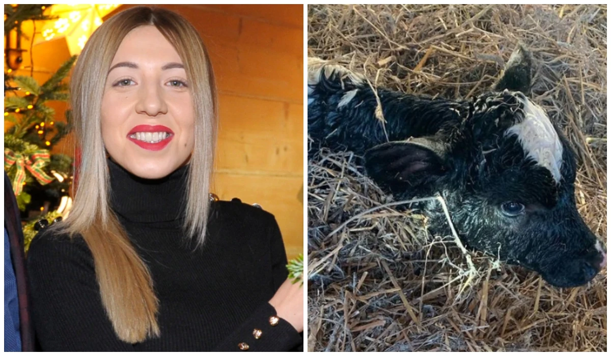 Małgorzata Borysewicz, cielak fot. https://www.instagram.com/rolnikwszpilkach/ Małgorzata Borysewicz, cielak fot. https://www.instagram.com/rolnikwszpilkach/