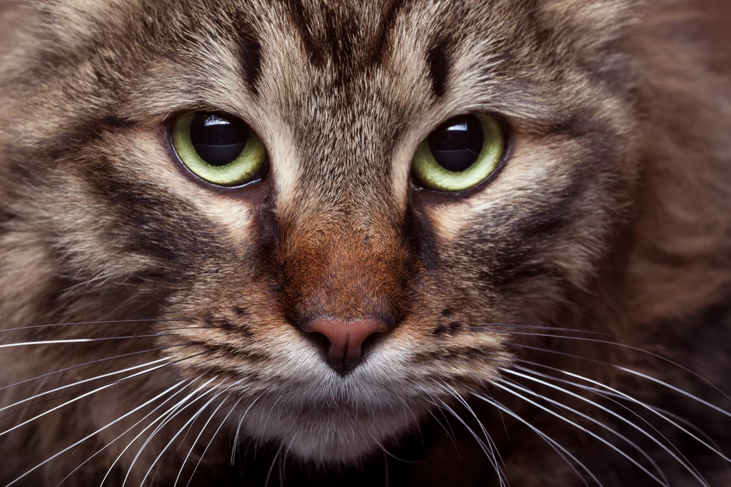 Kocie oczy są intrygujące. Ale z nich można wyczytać wiele groźnych chorób