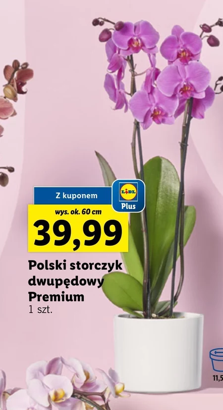 Storczyk