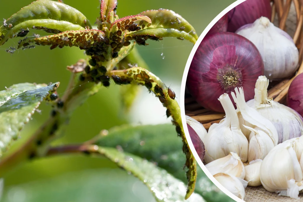 W walce z mszycami warto wykorzystać samodzielnie przygotowane wywary z cebuli oraz czosnku