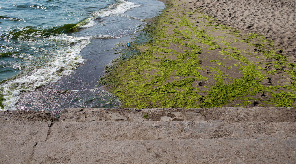 Sinice na gdyńskiej plaży