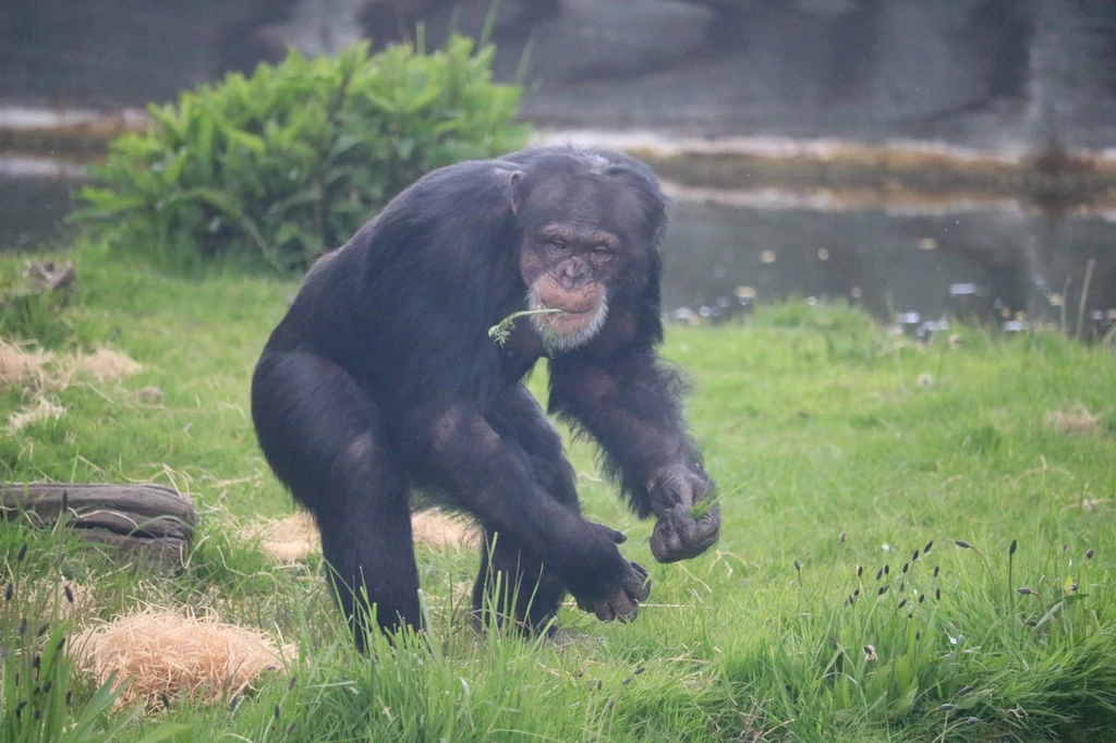 Naukowcy z Lipska i Lyonu zarejestrowali tysiące odgłosów wydawanych przez członków trzech grup dzikich szympansów w Parku Narodowym Taï