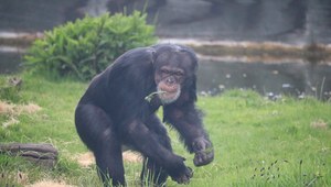 Szympans jest najbliżej spokrewniony z człowiekiem.