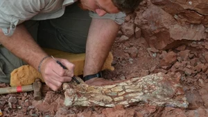 „Smok Śmierci”. Naukowcy odkryli nowy gatunek pterozaura