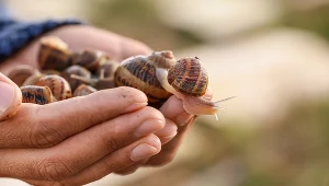 Śluz ślimaka pozyskiwany jest z hodowlanych ślimaków Helix Aspersa Müller