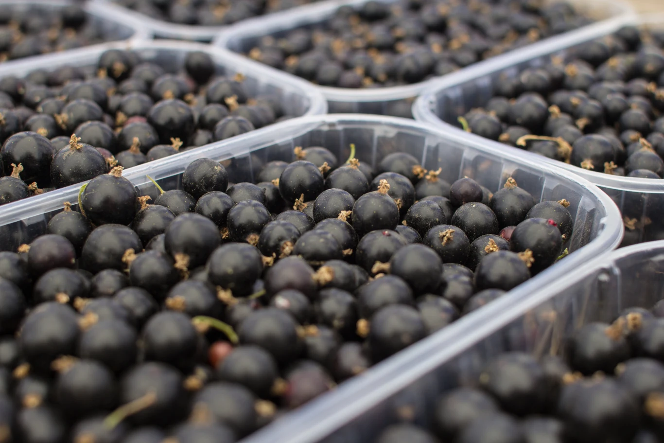 W tym sezonie czarnej porzeczki będzie mniej. Zdaniem plantatorów to zbiór najgorszy od lat W tym sezonie czarnej porzeczki będzie mniej. Zdaniem plantatorów to zbiór najgorszy od lat