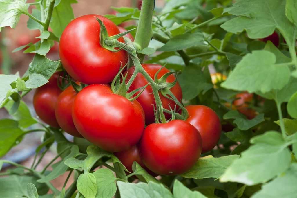 Jak stosować gnojówkę i oprysk z liści pomidorów?