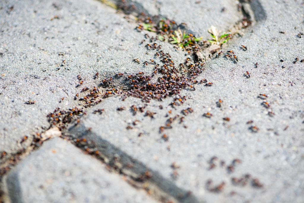 Skórki ogórka pomogą wygonić z ogrodu mrówki