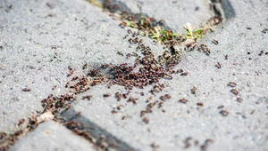 Babciny sposób na mrówki. Powstrzyma nawet najbardziej uparte owady