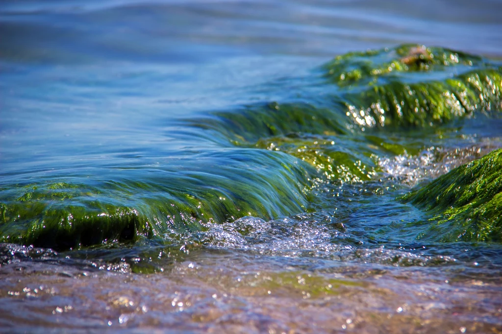 Woda oraz hiszpańskie plaże znacznie się zazieleniły. Wszystko za sprawą szlamu, który wyrzuciło morze