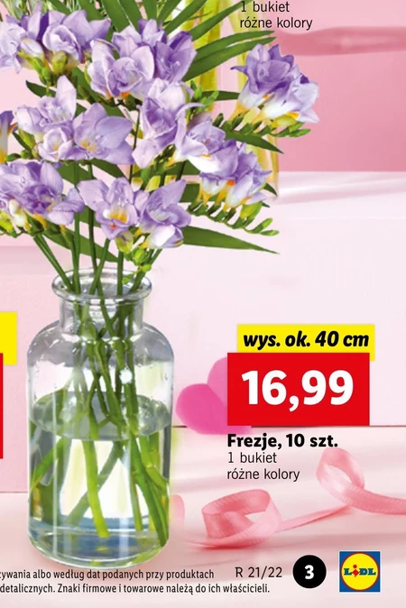 Frezja