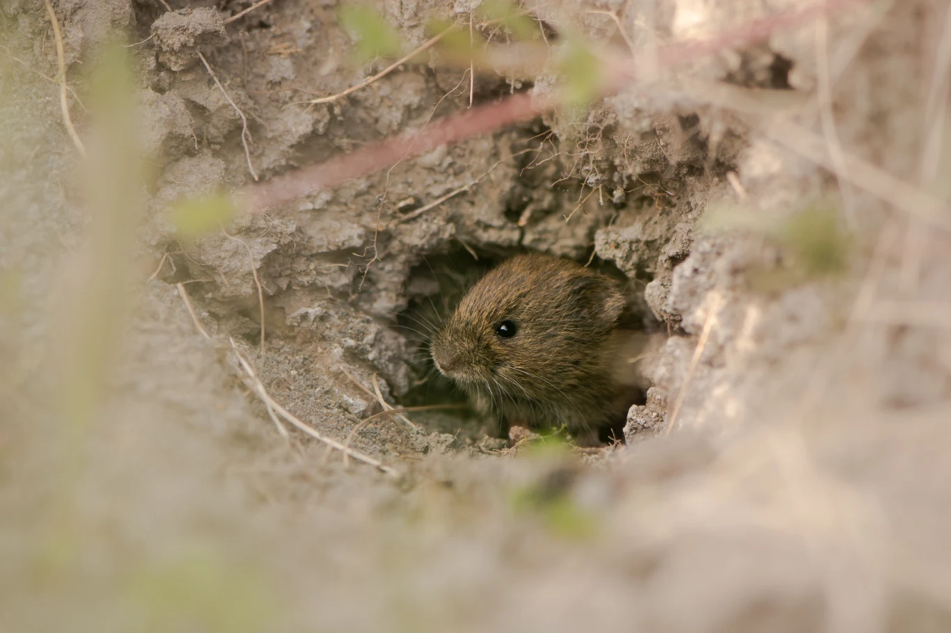 Nornice są głównie roślinożerne i z tego powodu uciążliwe w ogrodach