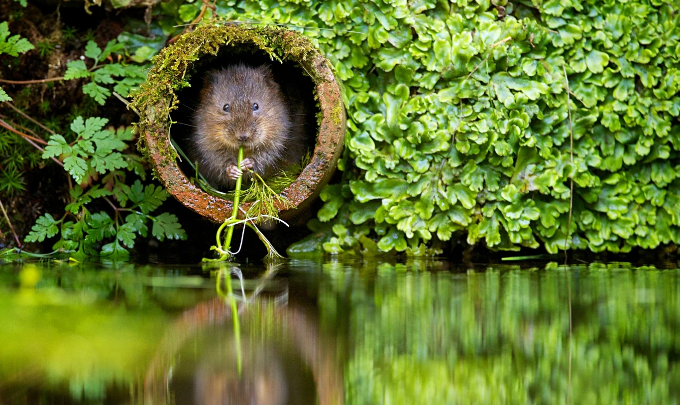 Nornice można odstraszyć za pomocą zapachów