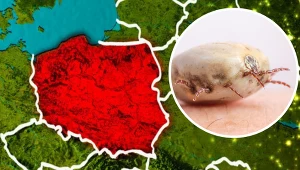 W Polsce odnotowano wzrost przypadków boreliozy. Przedstawiamy podstawowe informacje na temat tej podstępnej choroby