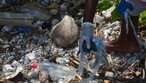 Śmieci pełne życia. Wielka Pacyficzna Plama Śmieci jest oazą dla wielu gatunków