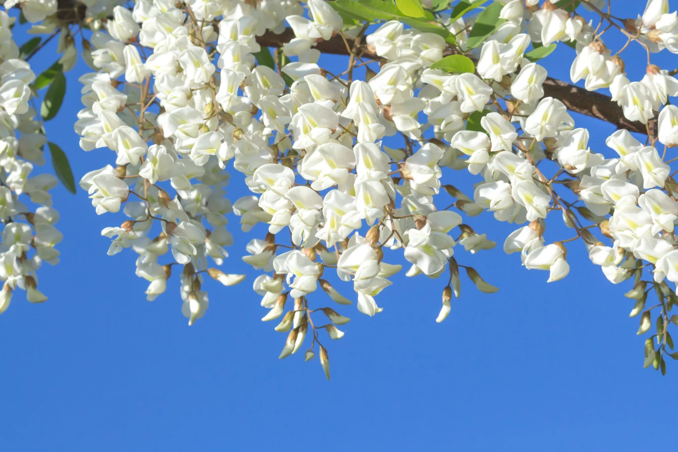 Robinia akacjowa to drzewo, które przykuwa uwagę. Pięknie kwitnie i wydziela przyjemny zapach Gałąź robinii akacjowej z białymi kwiatami na tle błękitnego, bezchmurnego nieba, widoczne zielone liście.