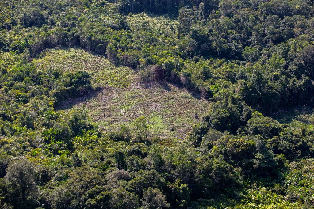 Wylesianie Amazonii ma ogromnie negatywny wpływ na środowisko naturalne.
