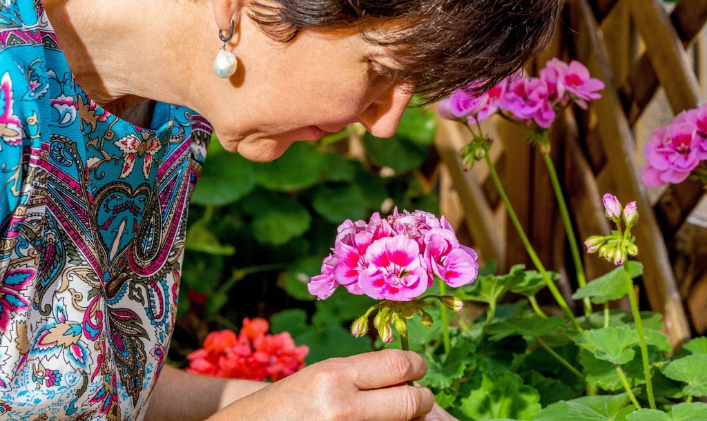 Pelargonia często bywa nazywana "królową balkonów i tarasów". Roślina jest bardzo popularna, cudownie pachnie, a jej uprawa nie jest skomplikowana.