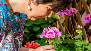 Pelargonie: Czym podlewać, żeby ładnie kwitły? Nawożenie, uprawa i pielęgnacja