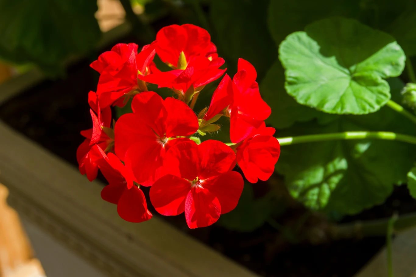 Pelargonie rabatowe