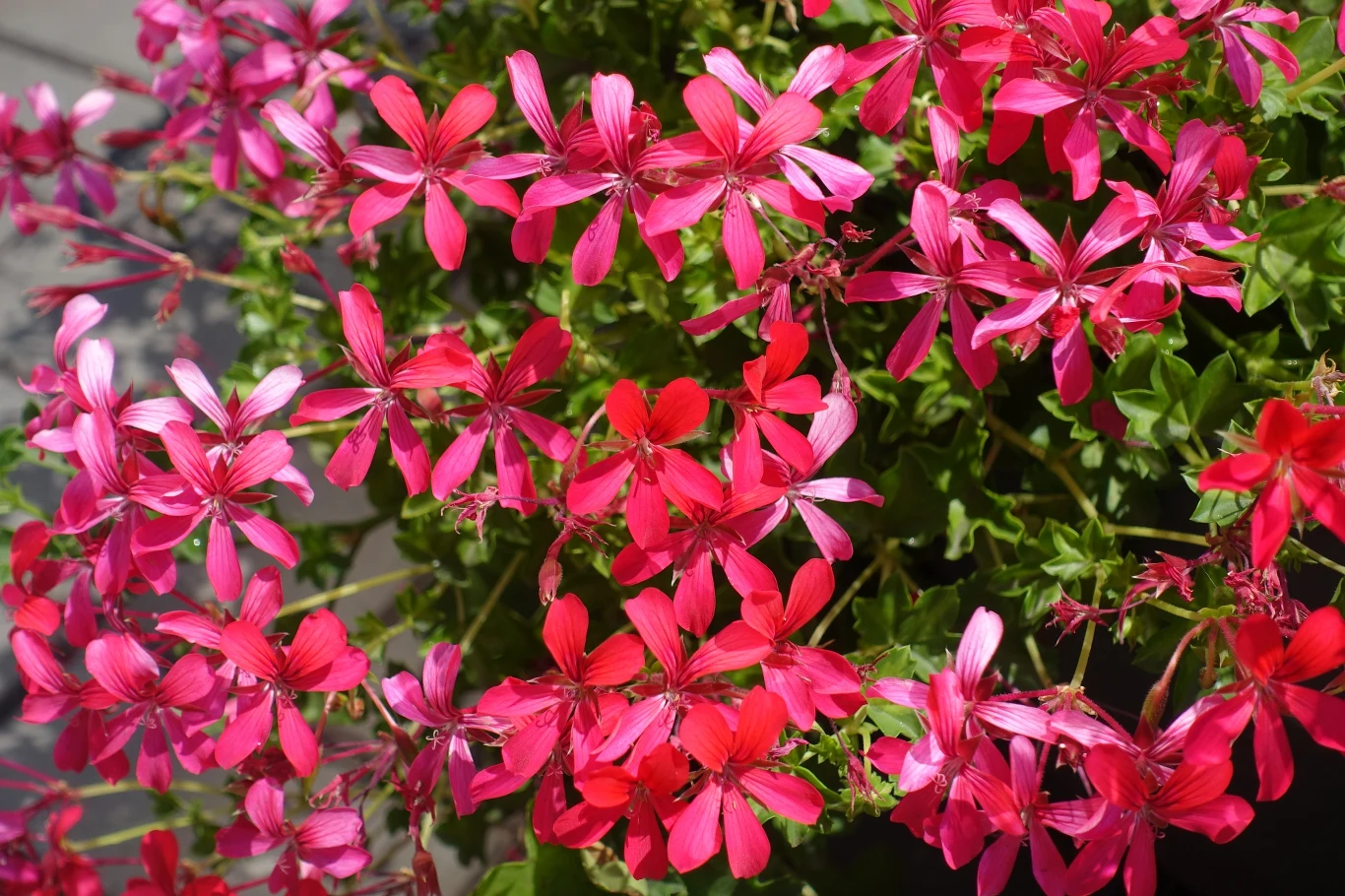 Pelargonie bluszczolistne to idealne kandydatki na luksusowy balkon Pelargonie bluszczolistne