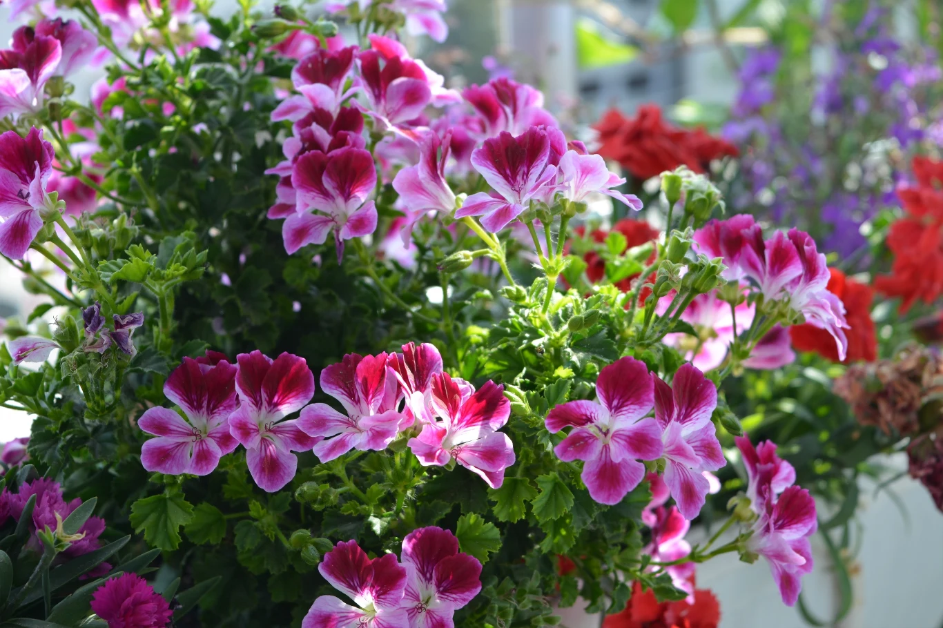 Pelargonie wielokwiatowe