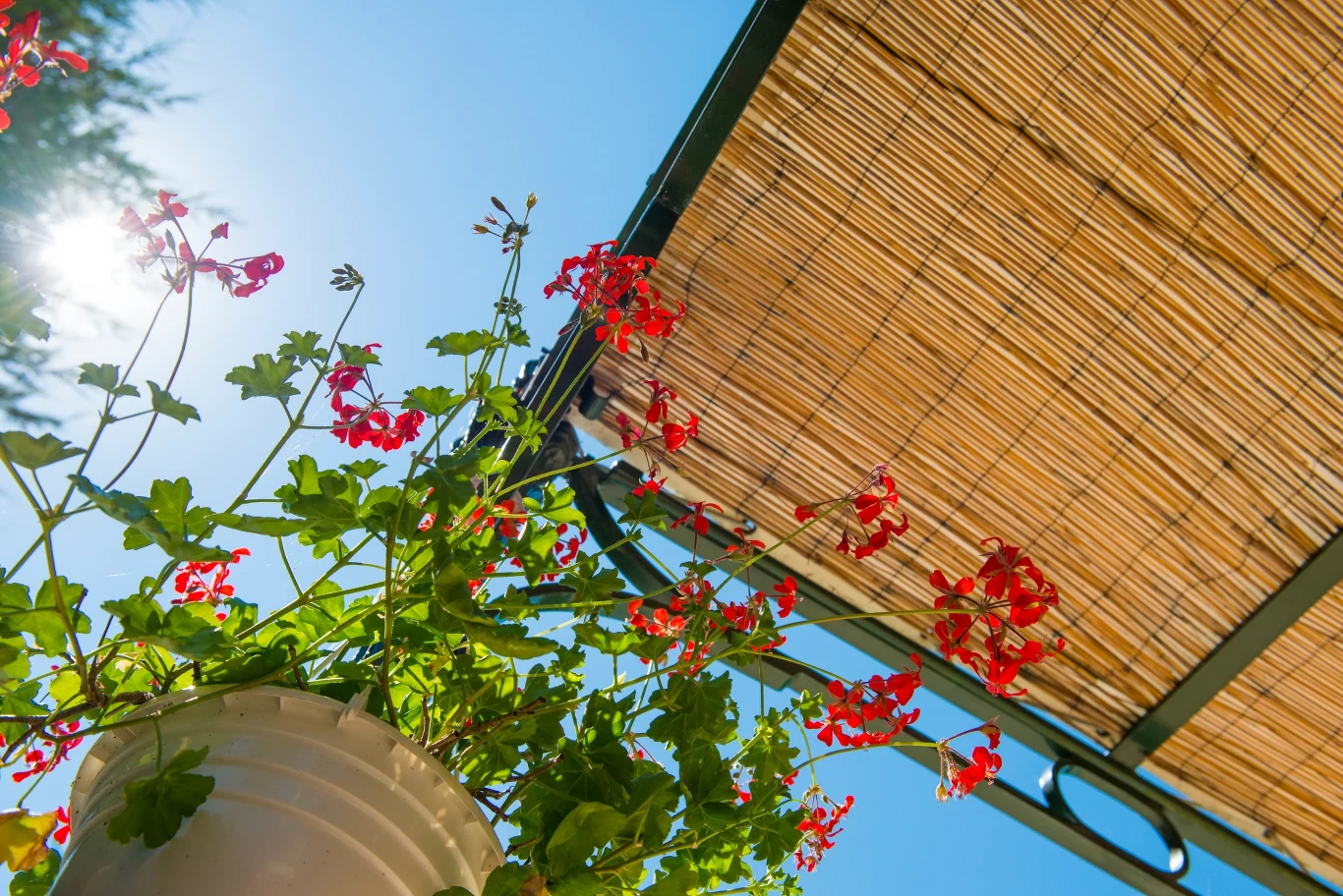 Podlewanie pelargonii balkonowych nie powinno odbywać się podczas upału
