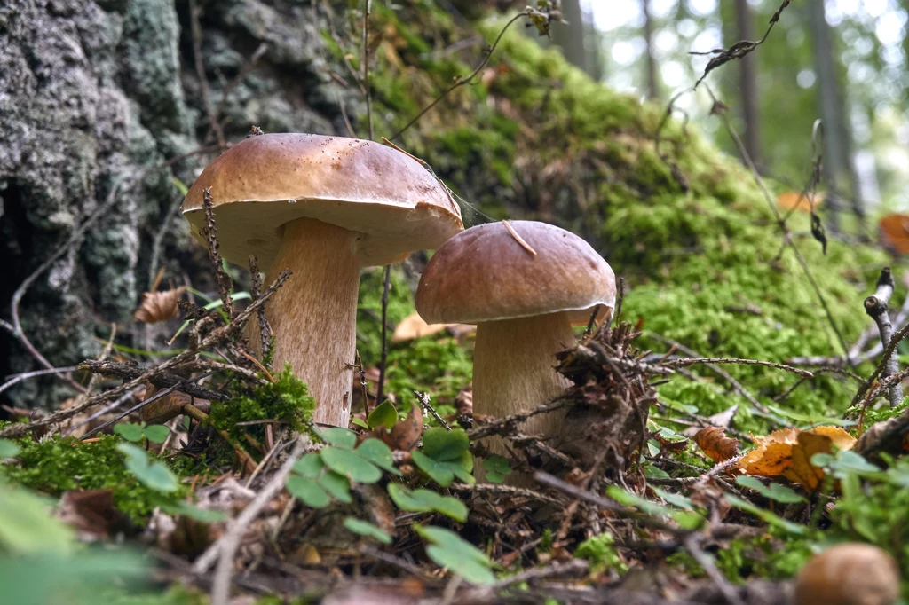 W Polsce najwięcej grzybów rośnie jesienią