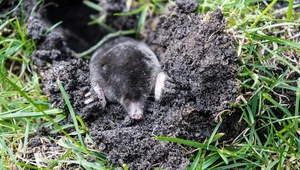 Krety nienawidzą tego zapachu. Umieść w pobliżu nory, a szybko uciekną