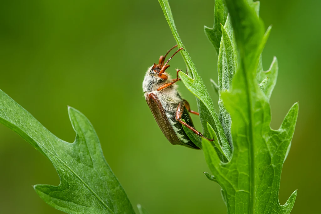 Chrabąszcz majowy potrafi wyrządzić wiele szkód w ogrodzie lub sadzie