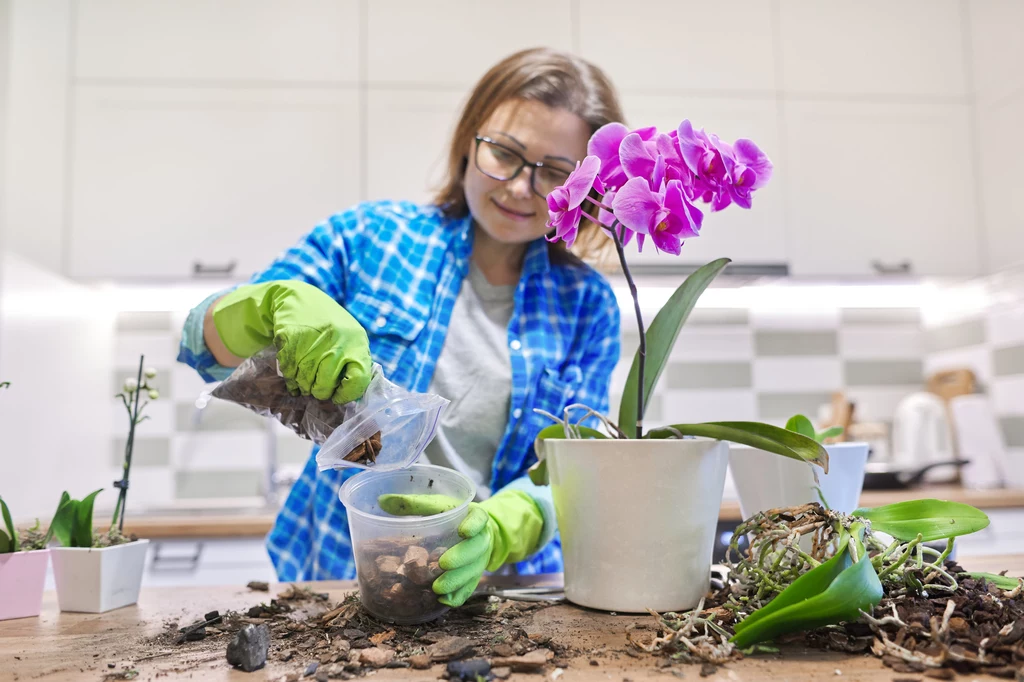 Rośliną, którą warto mieć w domu jest także orchidea 