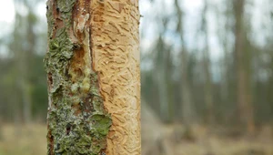 Lasy wymagają pilnej ochrony przed inwazyjnymi szkodnikami