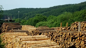 ​Ministerstwo Klimatu i Środowiska informuje o zakupie drewna opałowego 