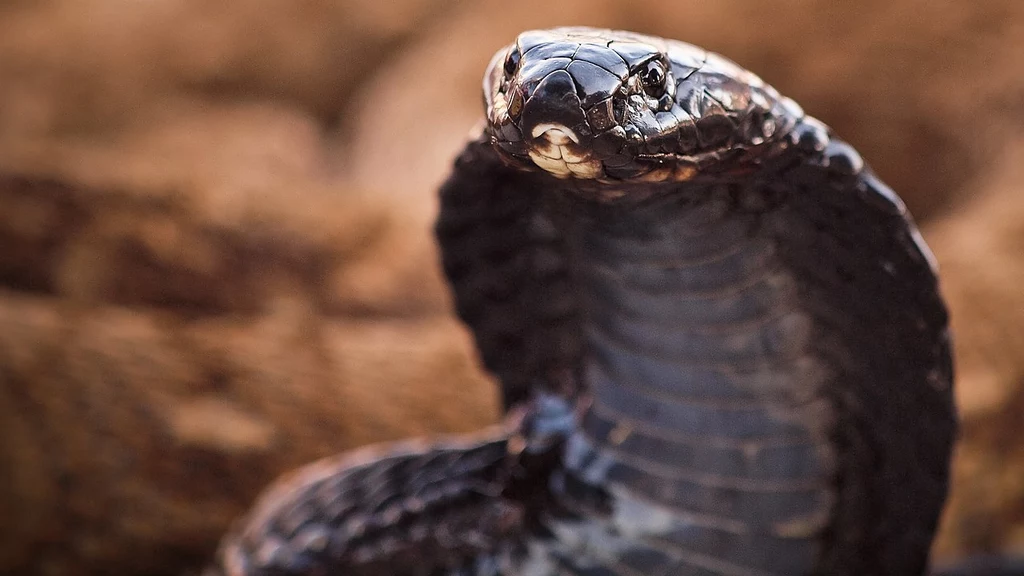 Wśród przebadanych zwierząt znalazła się kobra czarnoszyja