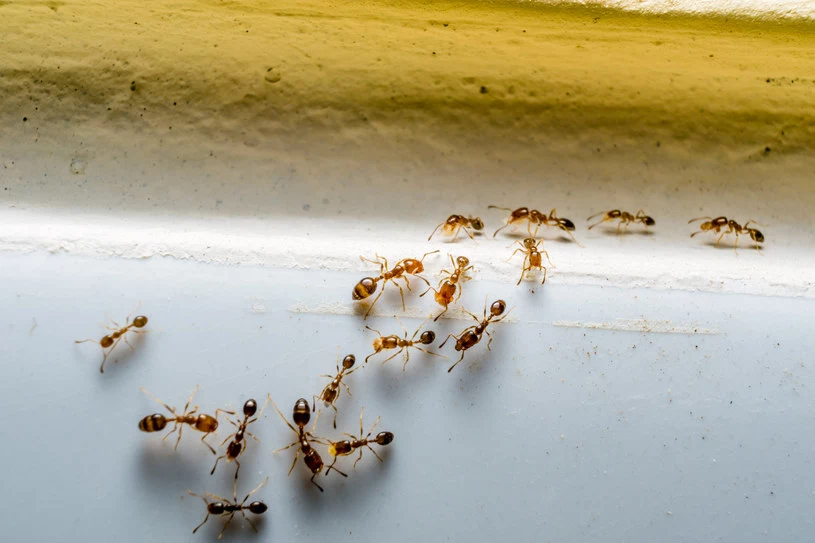 Mrówki przedostają się do domów i mieszkań małymi szczelinami w drzwiach i oknach