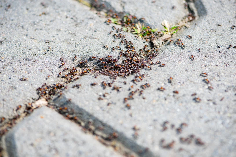 Mrówki w ogrodzie są naszymi sprzymierzeńcami. Zdarzają się jednak sytuacje, gdy mogą nam uprzykrzyć życie