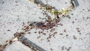 Babciny patent na mrówki. Ustaw wokół domu, a będą trzymać się z daleka