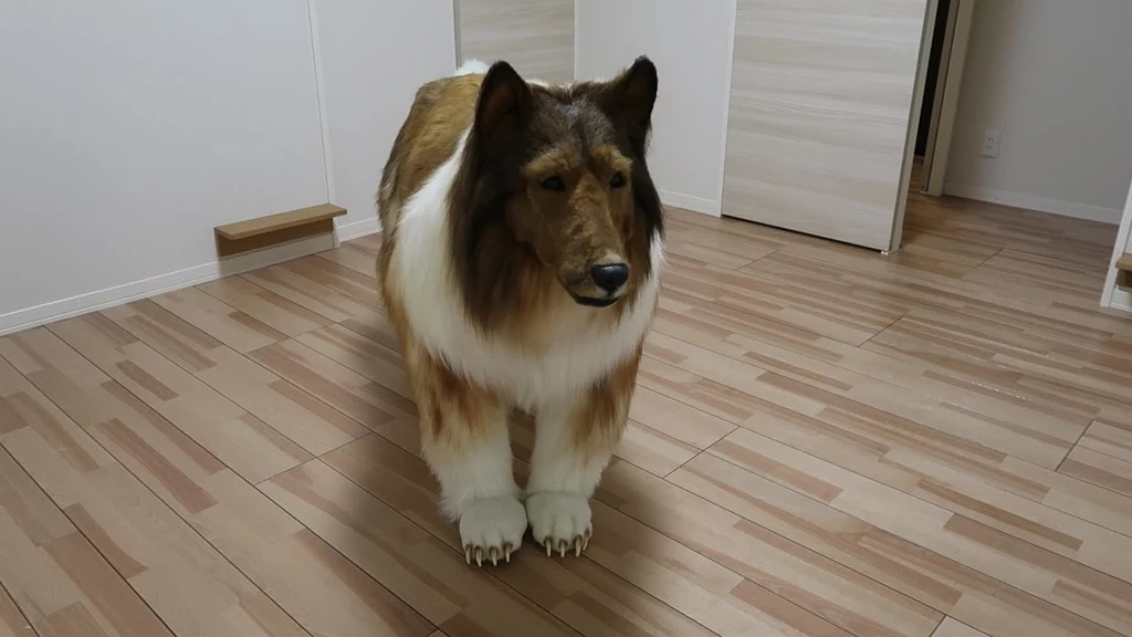 Pewien Japończyk wydał równowartość 67 tys. zł na realistyczny kostium psa typu collie. "To moja ulubiona rasa" - mówi mężczyzna 
