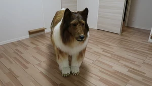 Mężczyzna w Japonii wydał niemal 70 tys. zł na realistyczny kostium psa