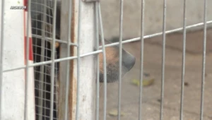 Policja w Łasku: odłowiono psy, które pogryzły 18-latkę; kobieta w stanie ciężkim jest w szpitalu / zdj. ilustracyjne