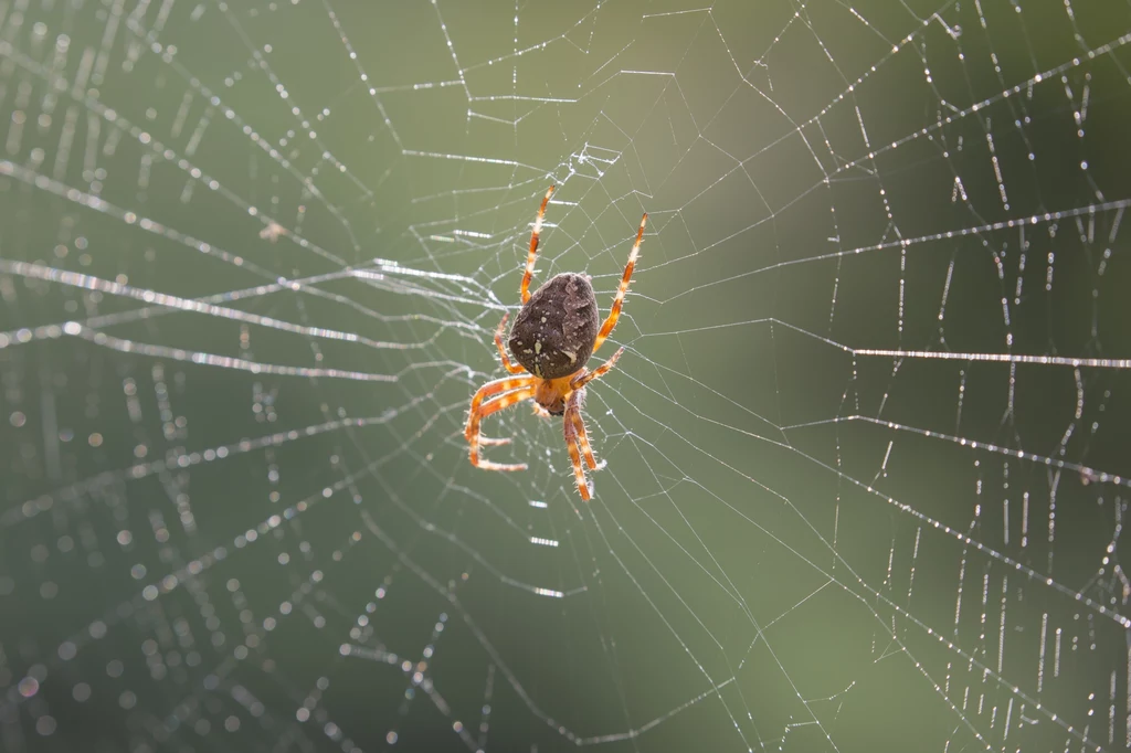 Krzyżaka ogrodowego wyróżnia specyficzny krzyż na odwłoku. Czy powinniśmy się obawiać jadu tego pająka?