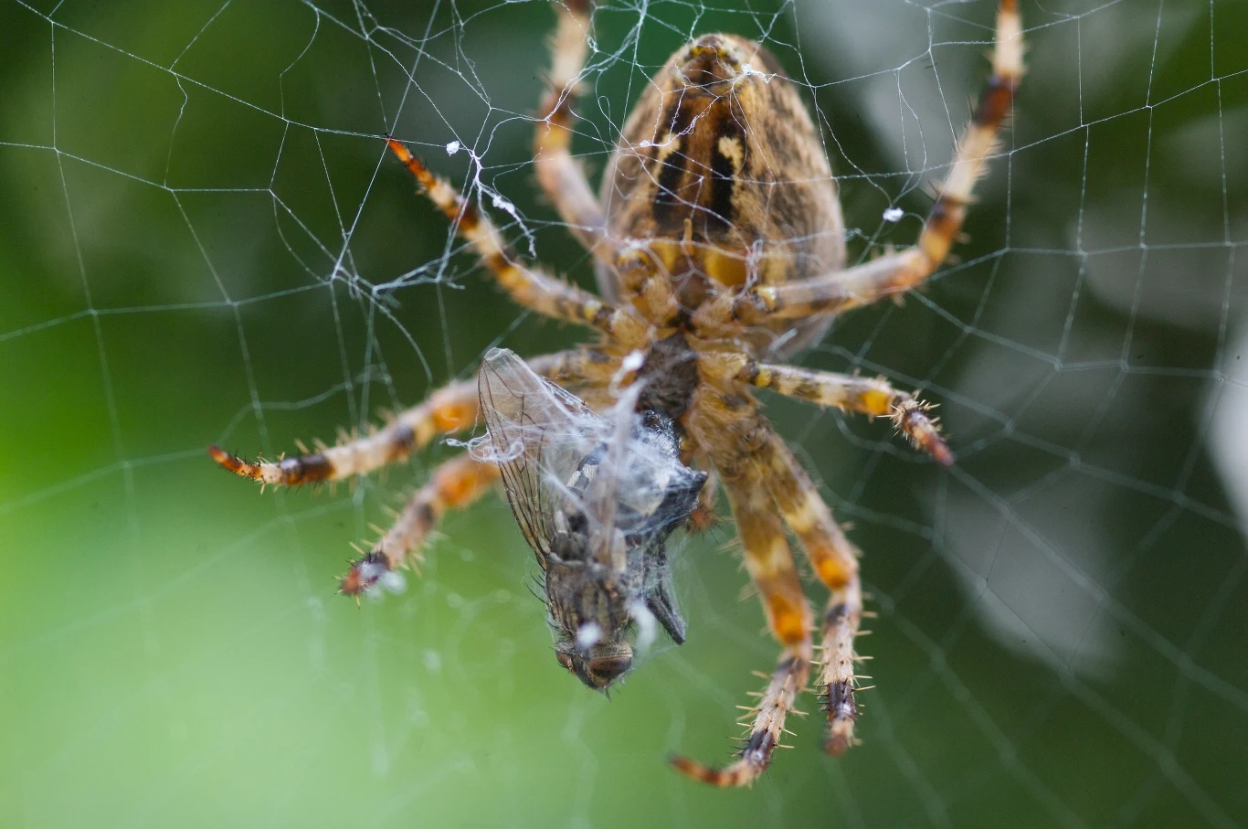 Krzyżaki ogrodowe budują okrągłe sieci, w które łapią owady takie jak muchy, motyle czy pszczoły