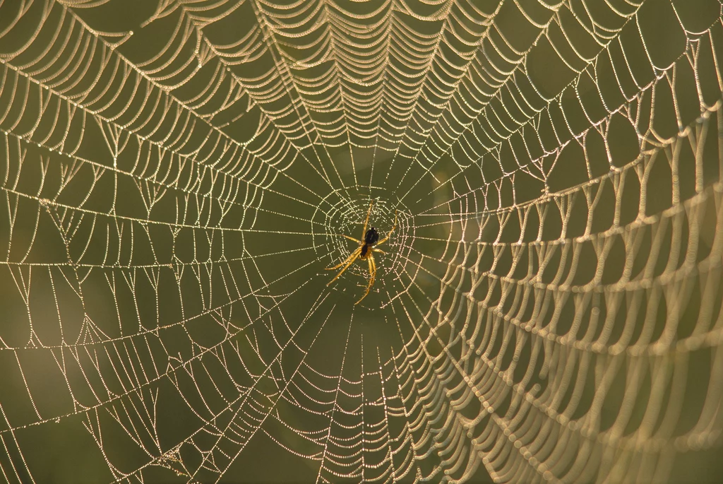 Sieci pająków krzyżaków są okrągłe i regularne. Często można natknąć się na nie w lasach. Pająki pożerają swoje sieci w nocy, aby o świcie utkać już nowe nici